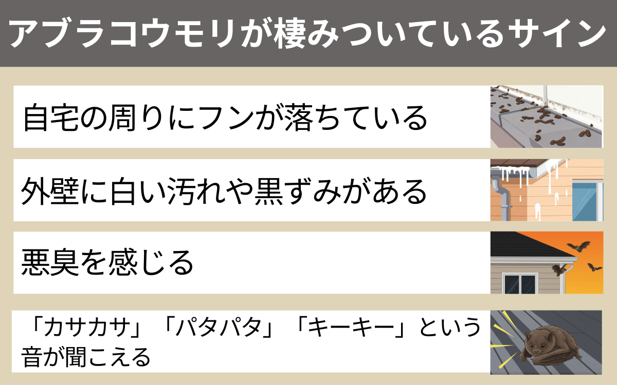 アブラコウモリに棲みついているサイン 1 1