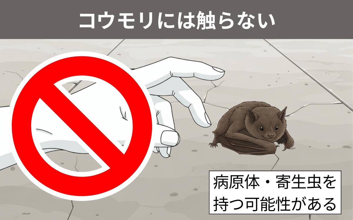 アブラコウモリに絶対に触らない！