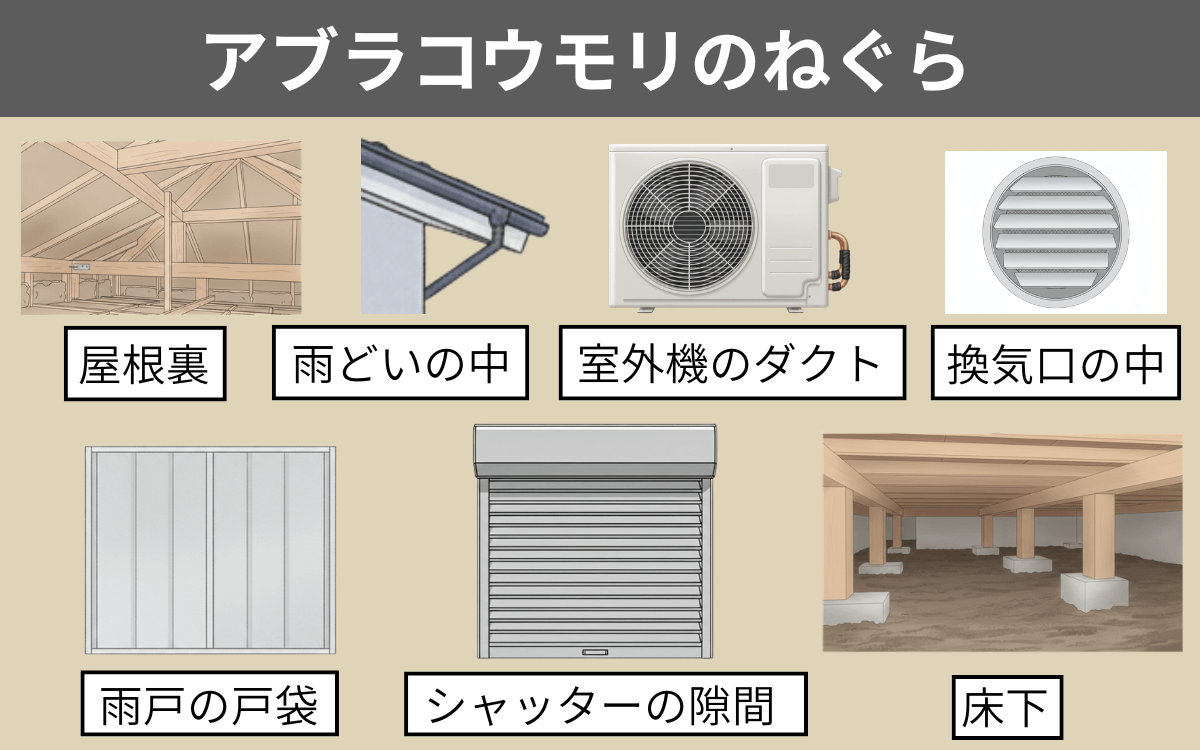 アブラコウモリのねぐら