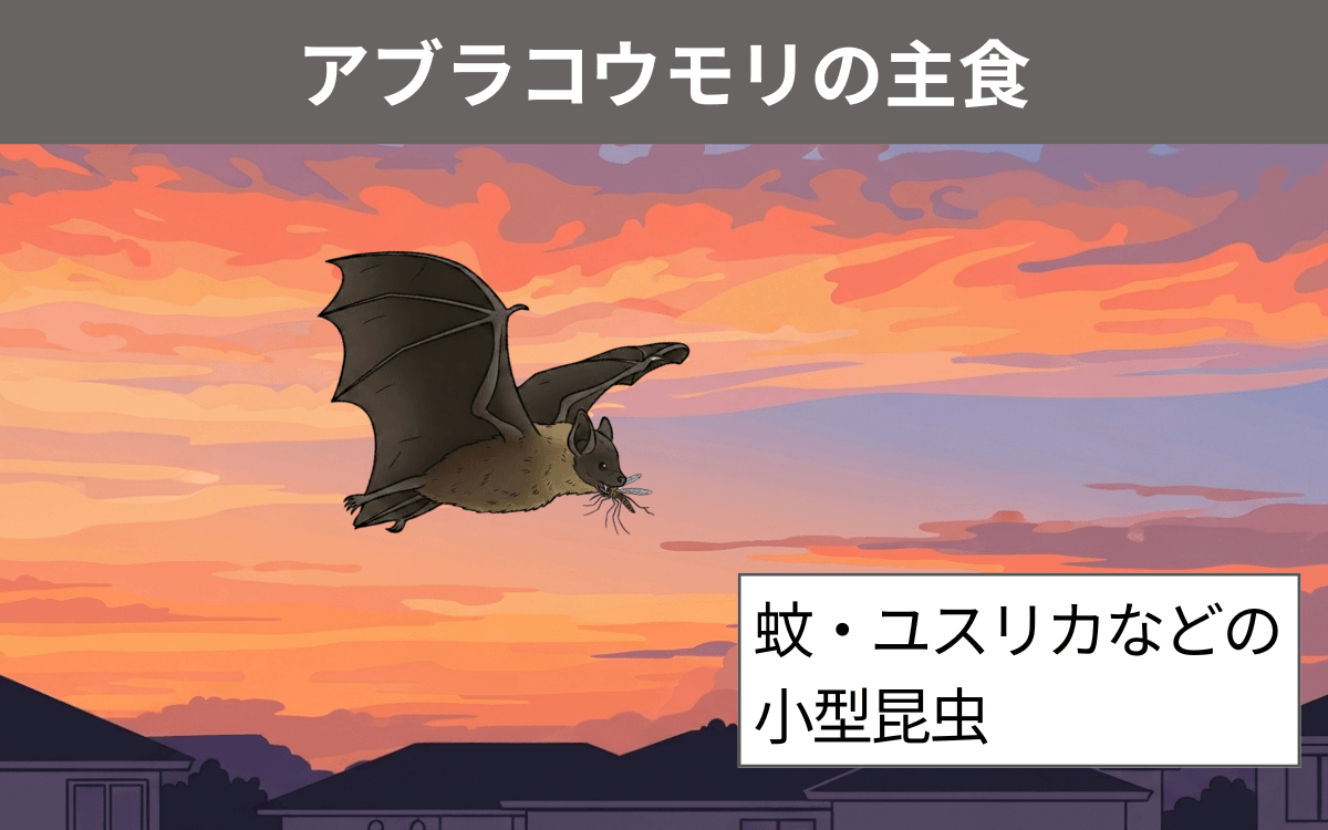 アブラコウモリの主食は昆虫