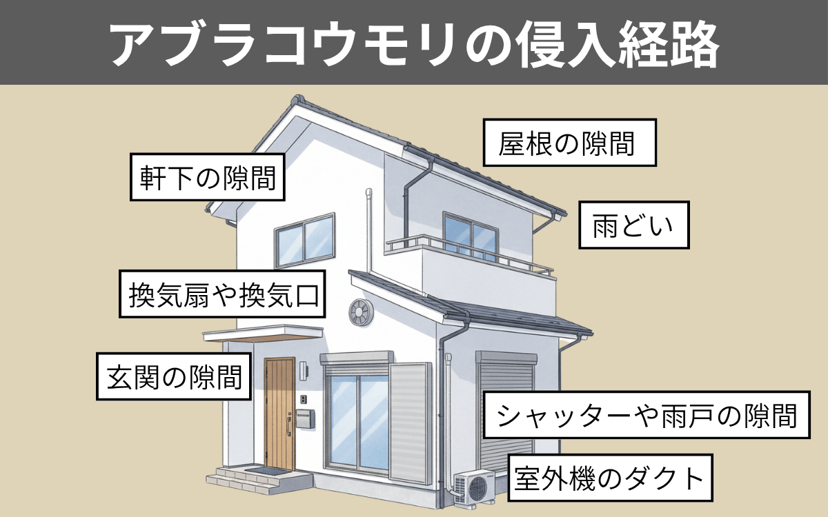 アブラコウモリの侵入経路