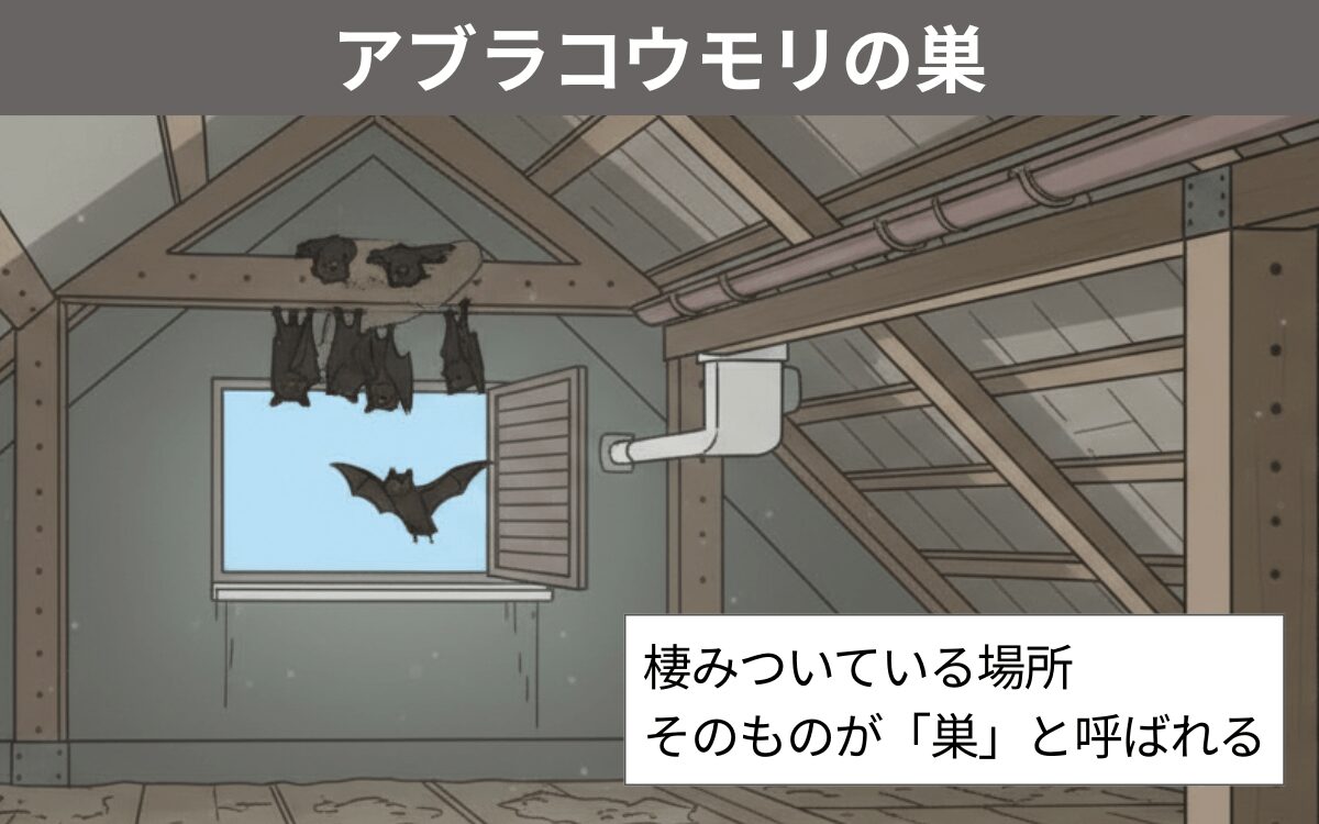 アブラコウモリの巣 2 1