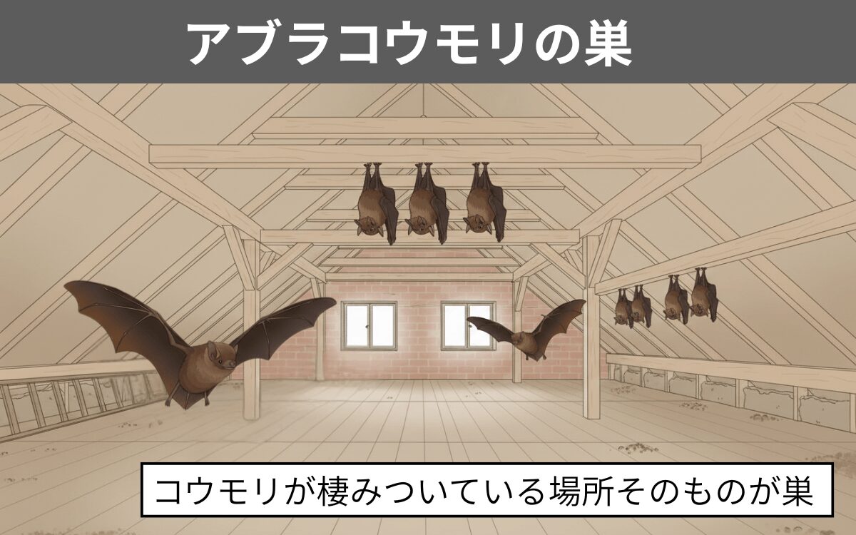 アブラコウモリの巣