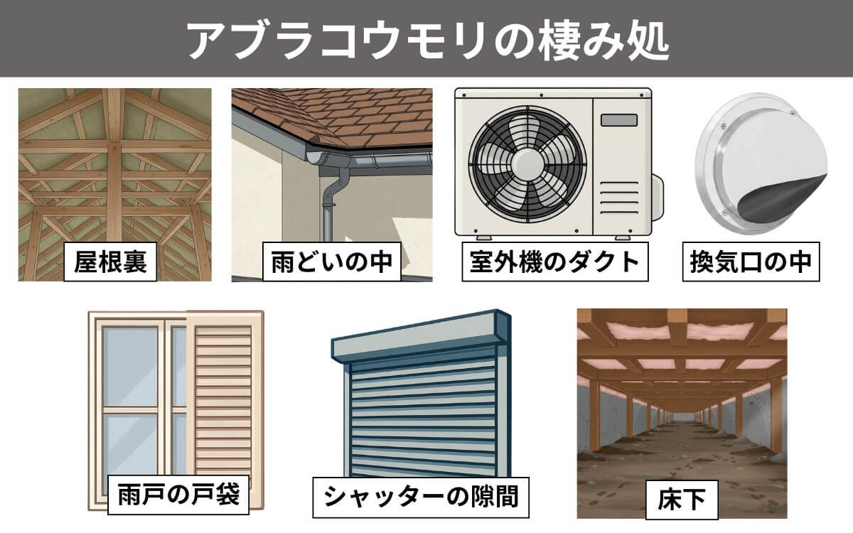 アブラコウモリの棲み処