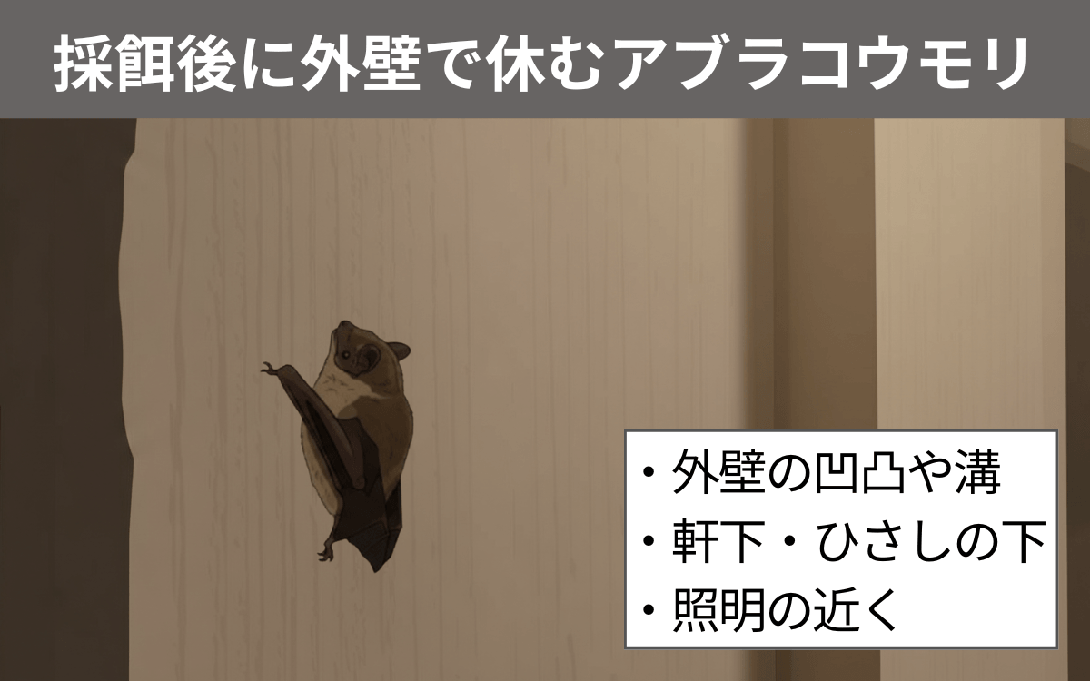 アブラコウモリは採餌後に民家の外壁で休む 