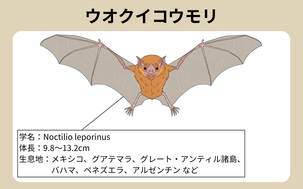 ウオクイコウモリ