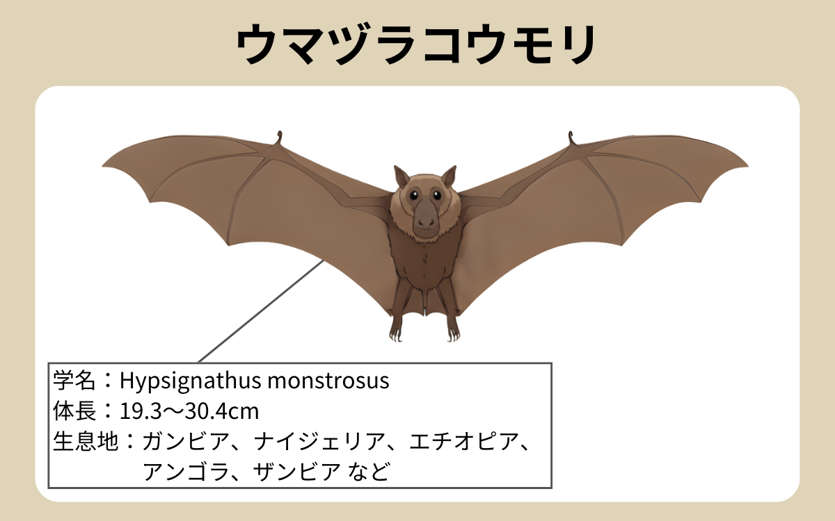 ウマヅラコウモリ 1