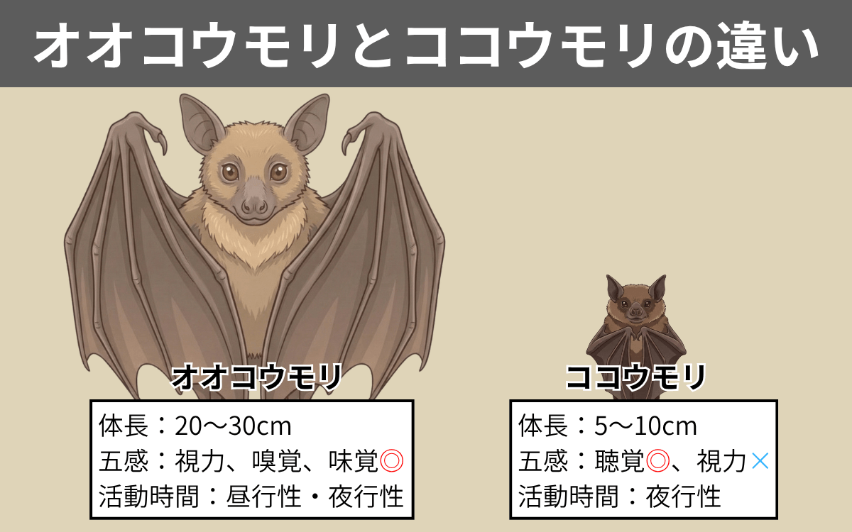 ウマヅラコウモリとココウモリ