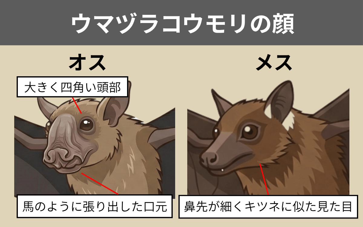 ウマヅラコウモリの顔