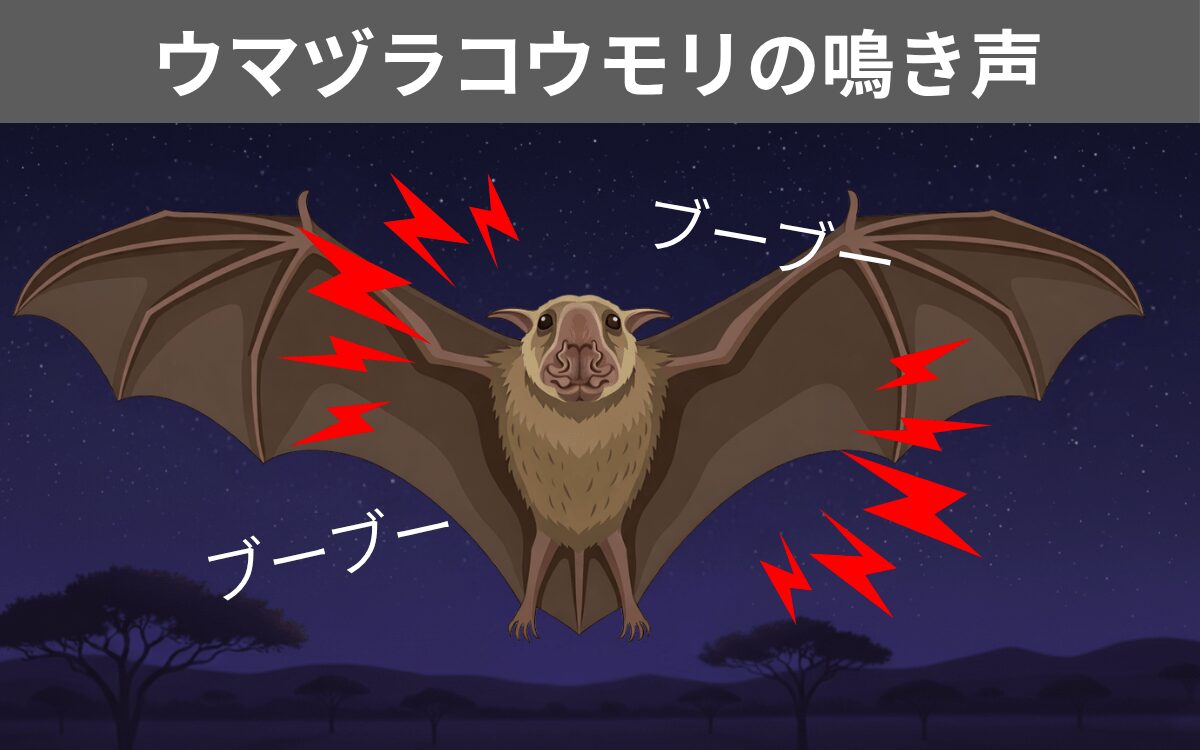 ウマヅラコウモリの鳴き声