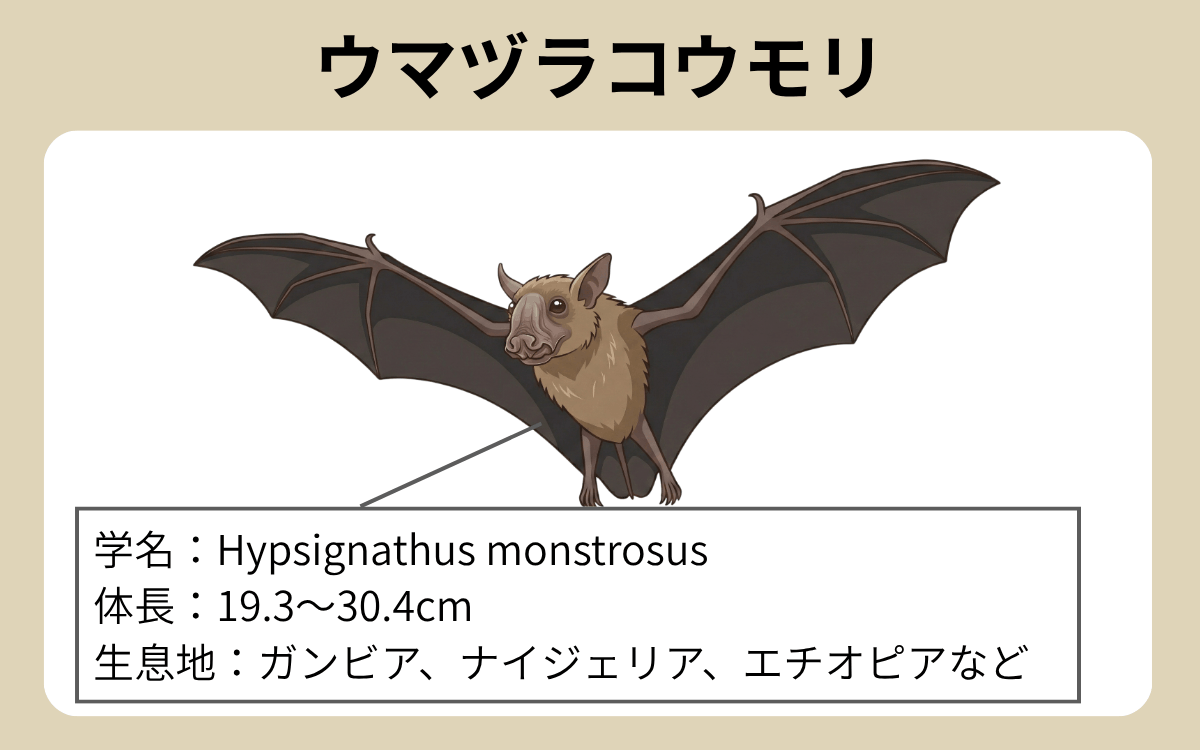 ウマヅラコウモリ生態