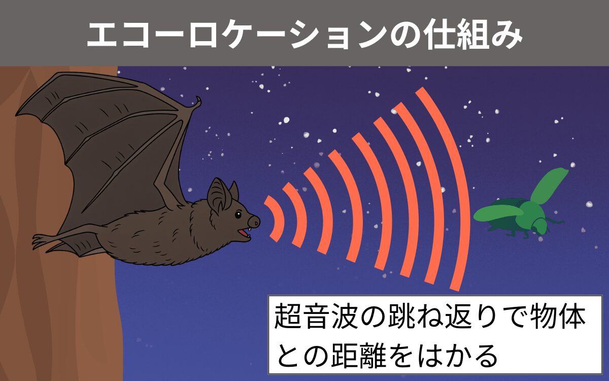 エコーロケーションの仕組み
