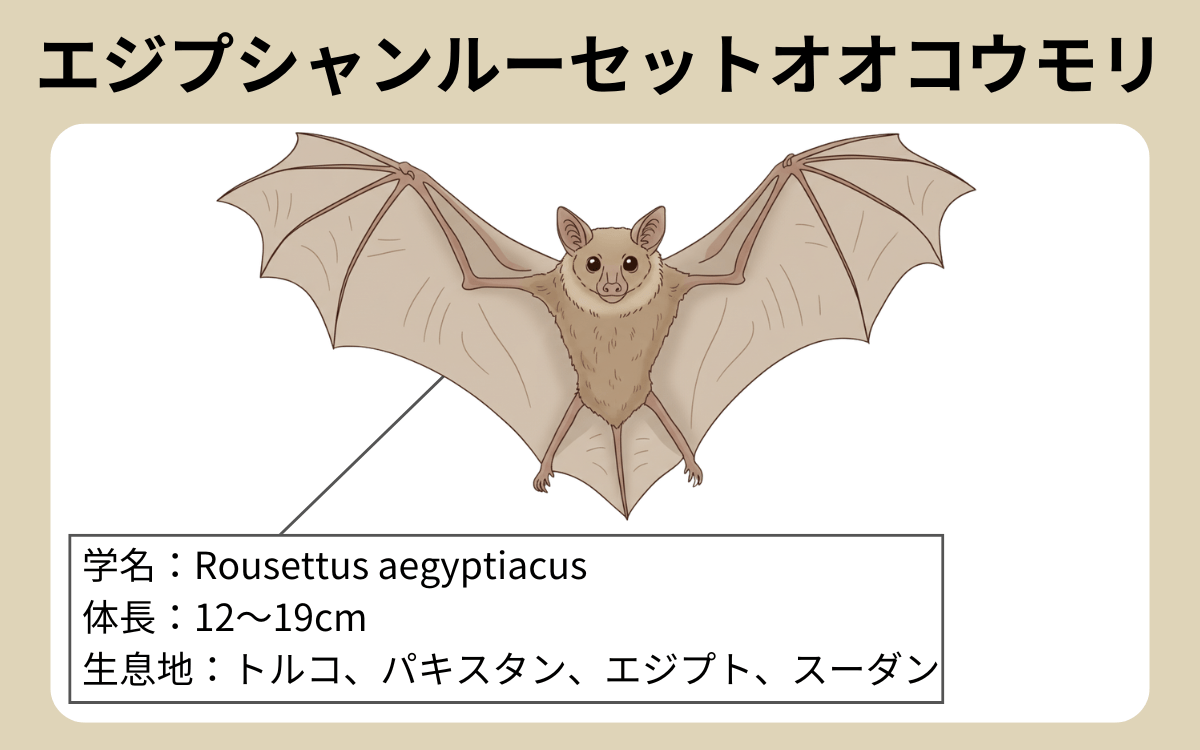 エジプシャンルーセットオオコウモリ