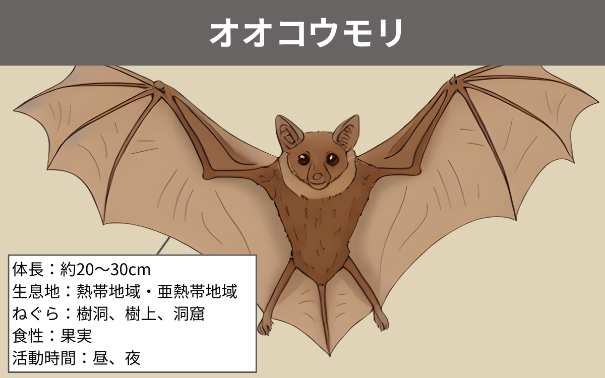 オオコウモリ
