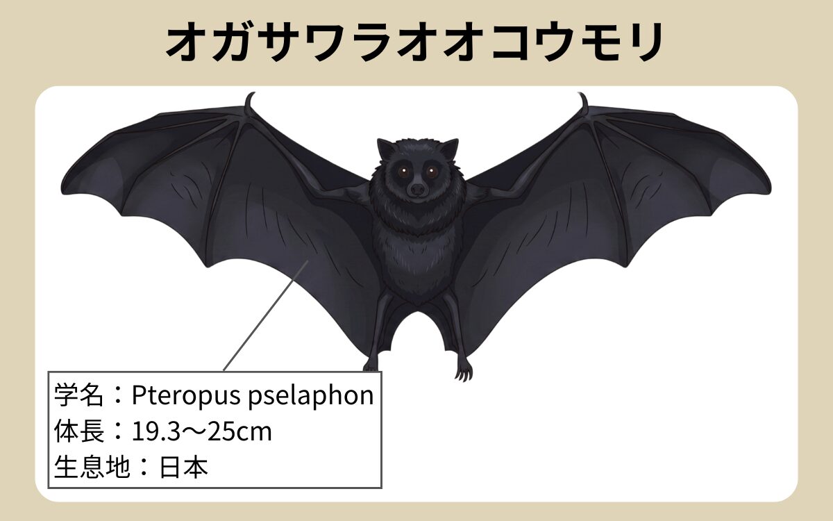 オガサワラオオコウモリ 2
