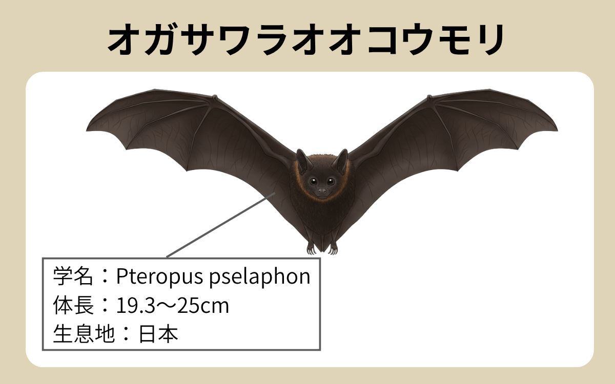 オガサワラオオコウモリ