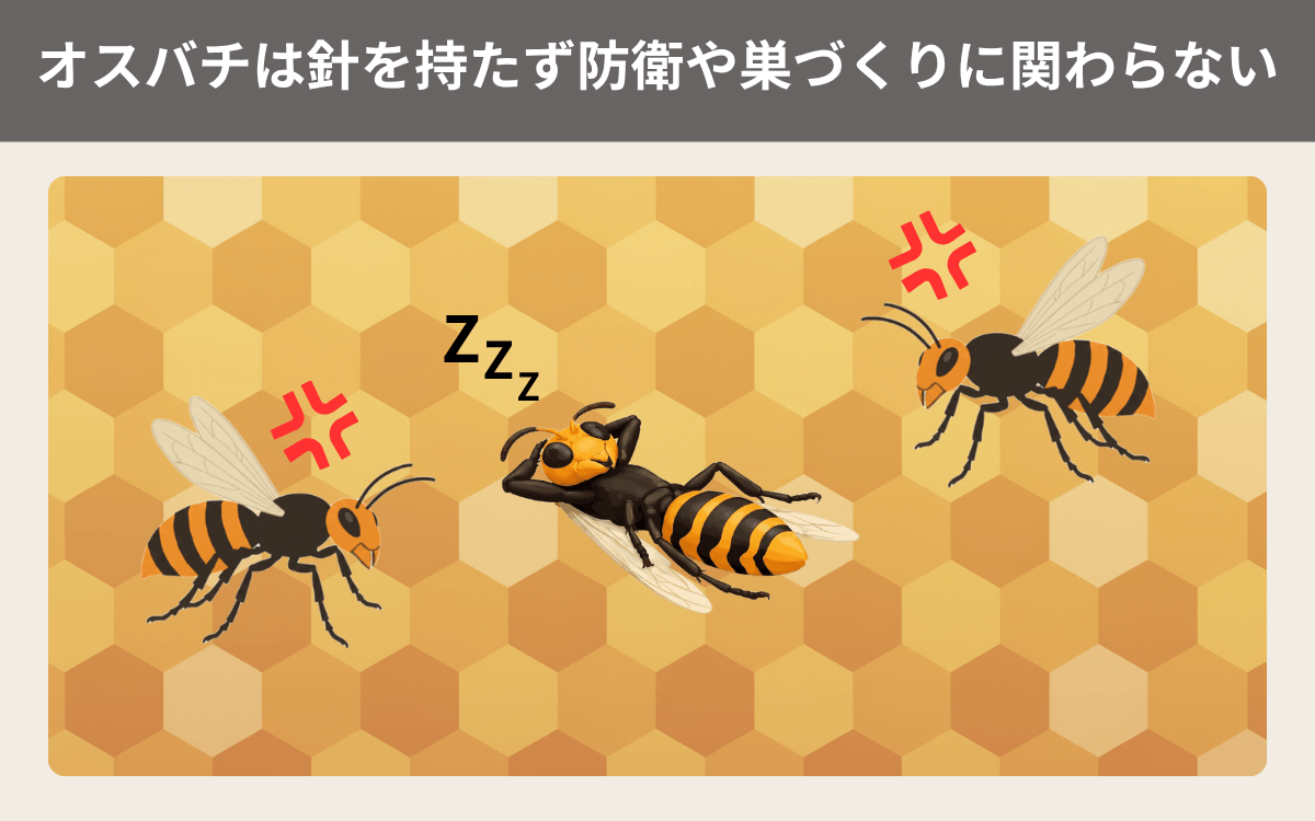 オスバチは針を持たず防衛や巣づくりに関わらない