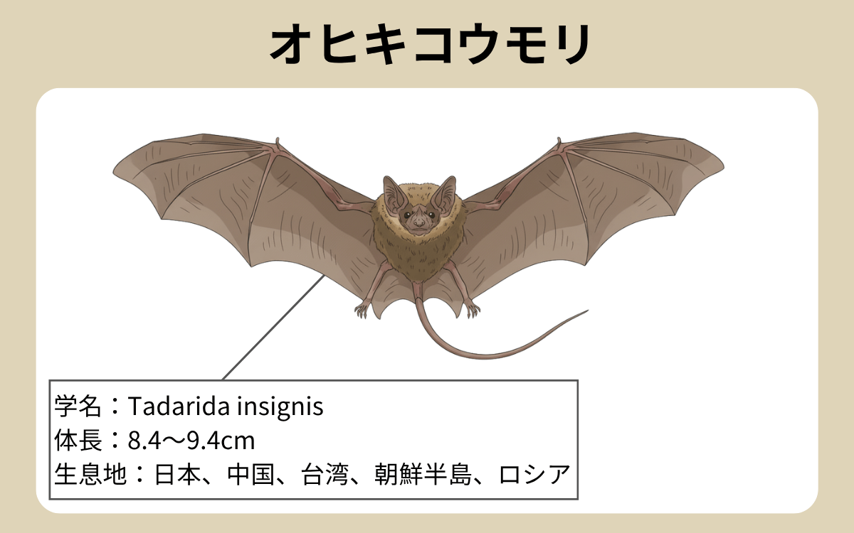 オヒキコウモリ