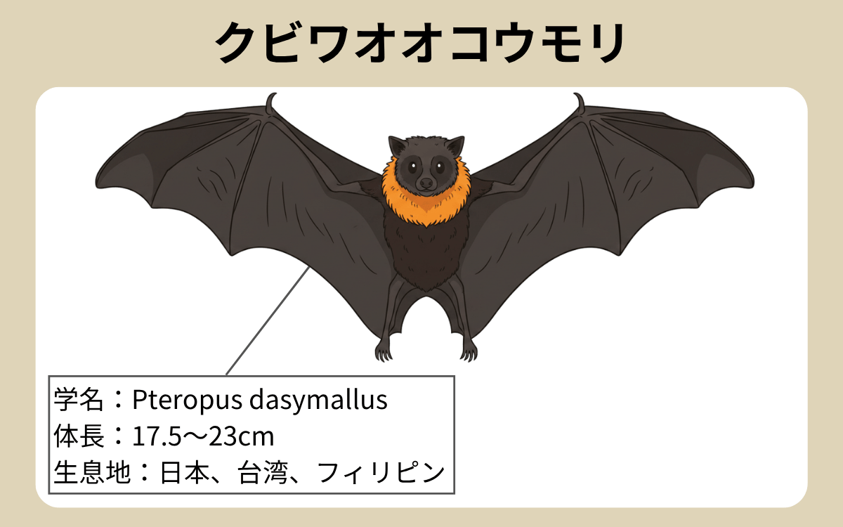 クビワオオコウモリ 1