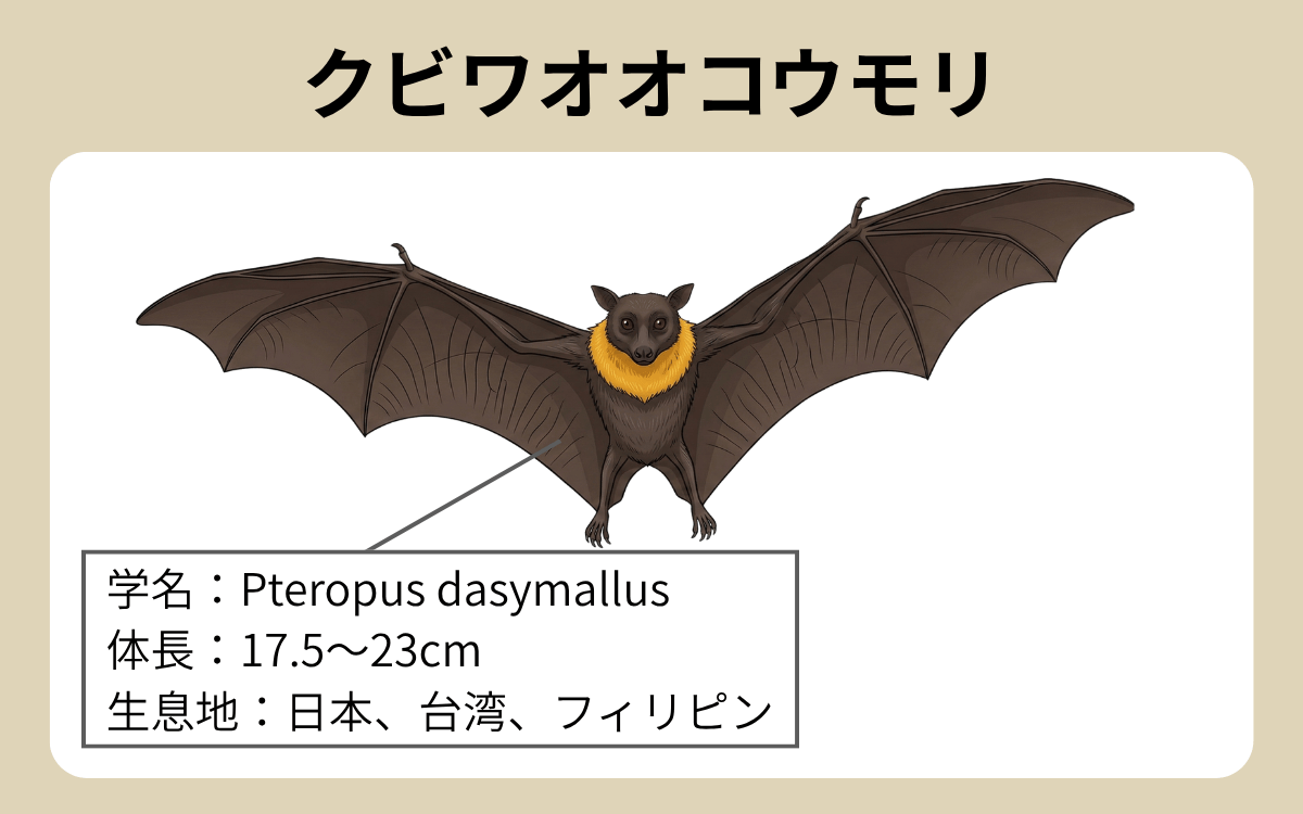 クビワオオコウモリ