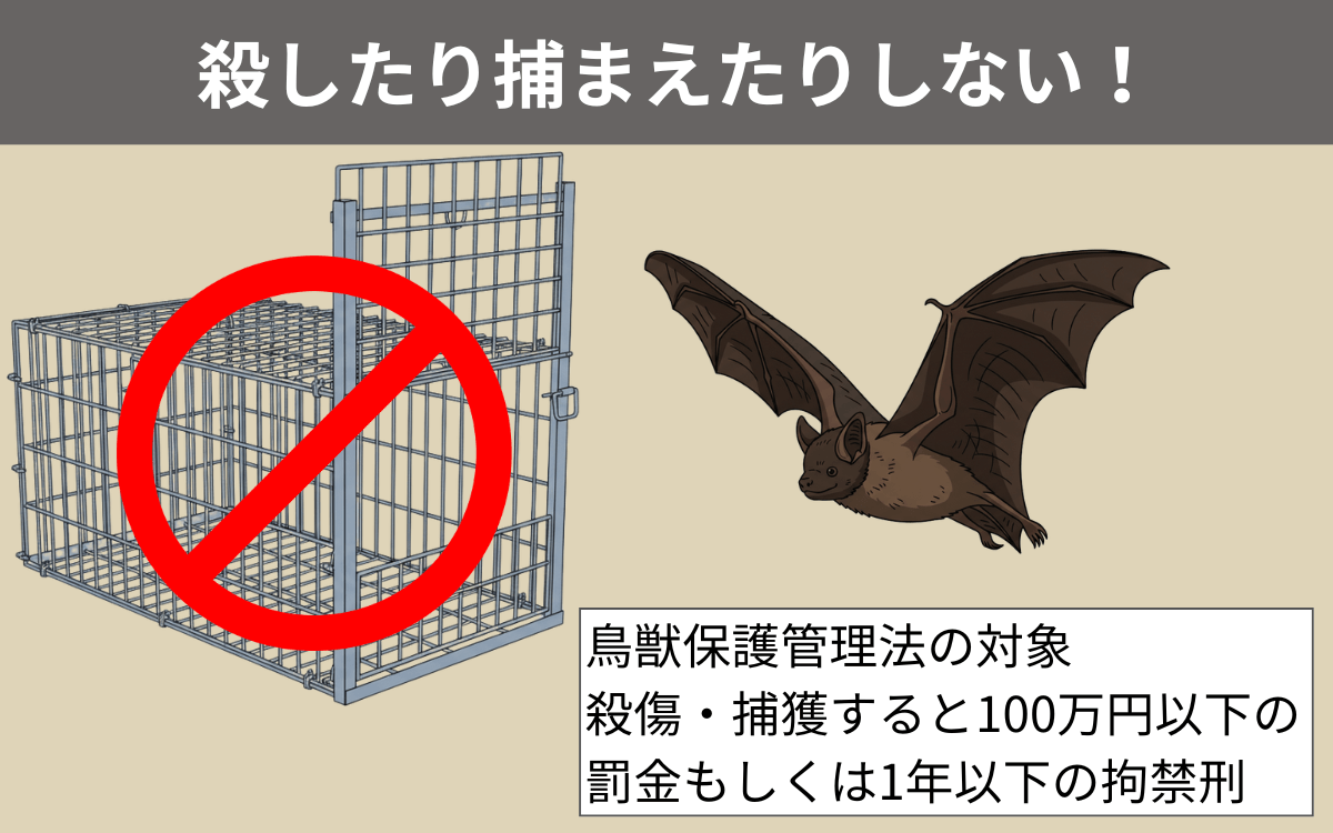コウモリの殺傷・捕獲NG