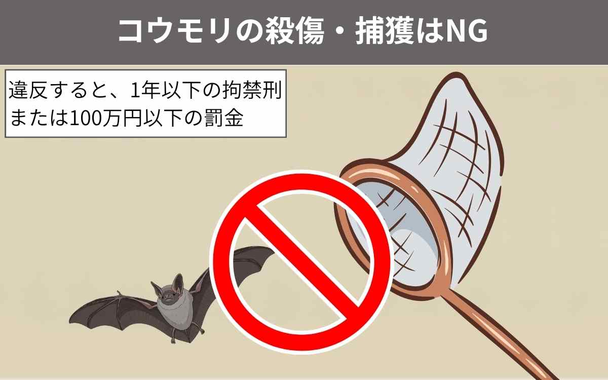 コウモリ駆除とは追い出すこと