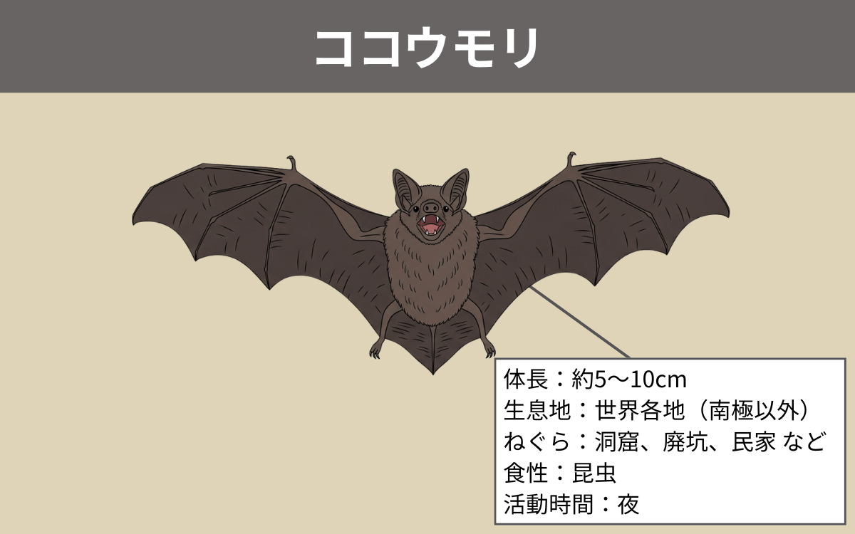 ココウモリ