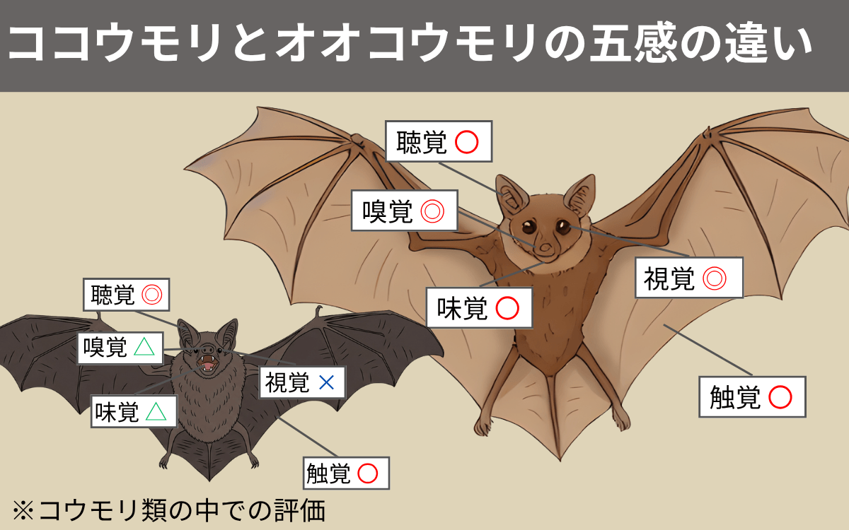 ココウモリとオオコウモリの五感の違い