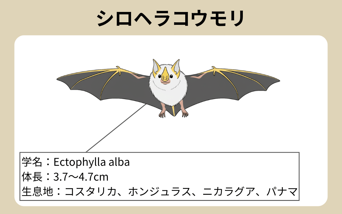 シロヘラコウモリ