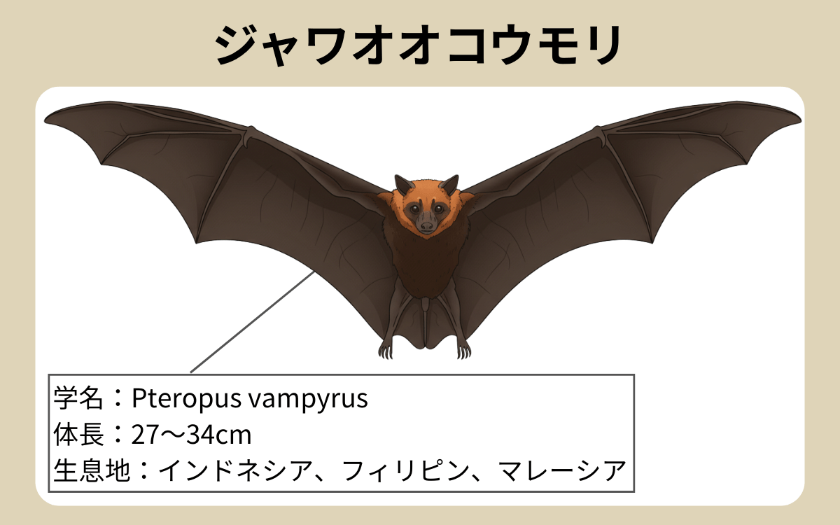 ジャワオオコウモリ