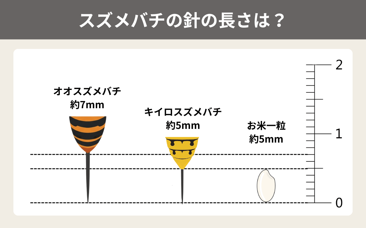 スズメバチの針の長さは？