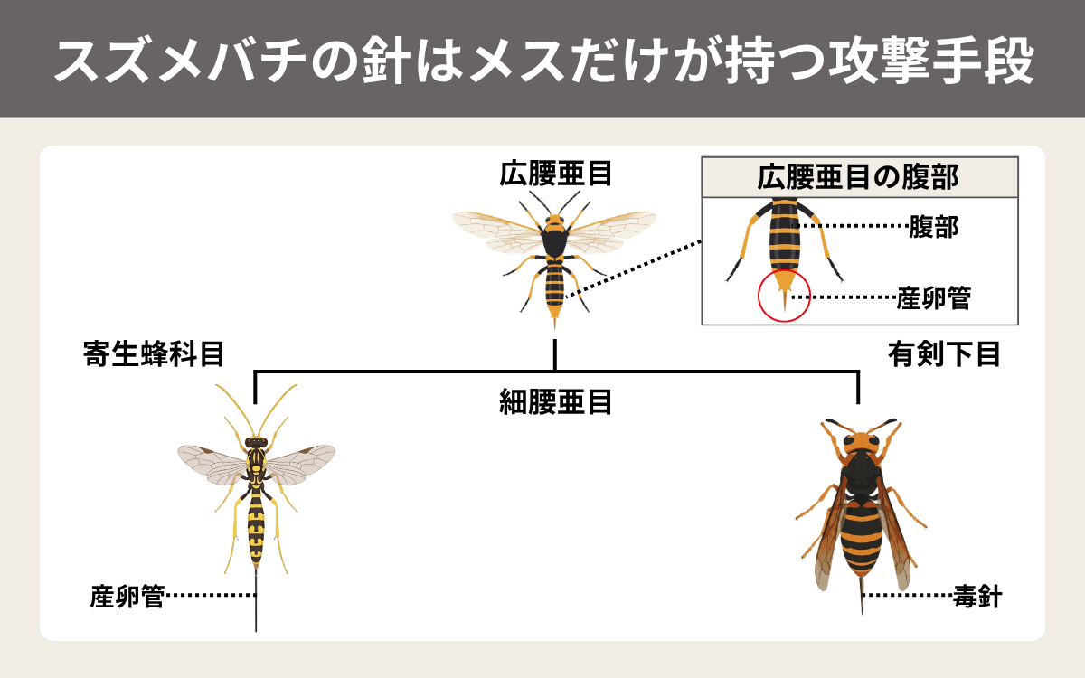 スズメバチの針はメスだけが持つ攻撃手段