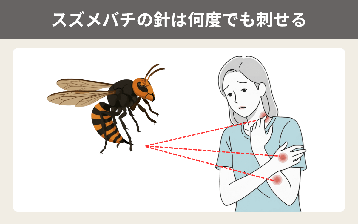 スズメバチの針は何度でも刺せる