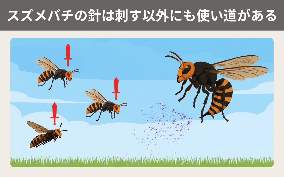 スズメバチの針は刺す以外にも使い道がある