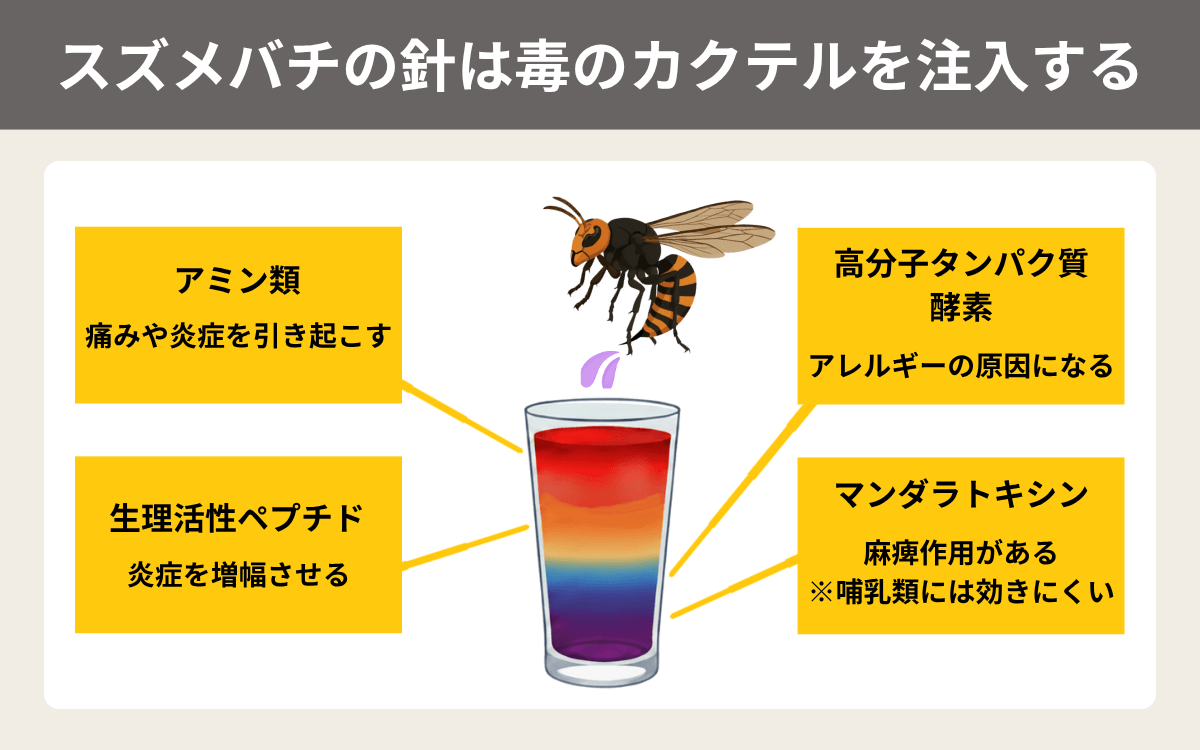 スズメバチの針は毒のカクテルを注入する