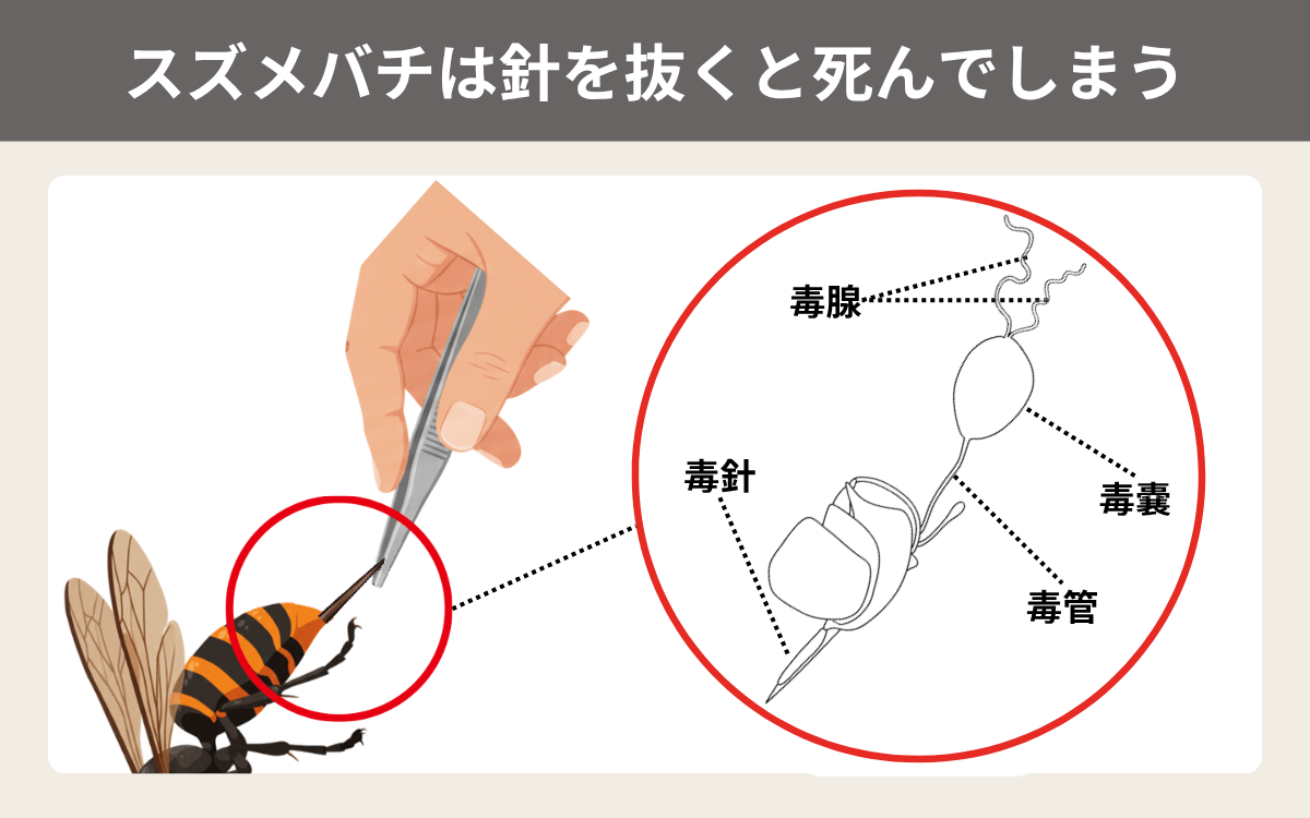 スズメバチは針を抜くと死んでしまう