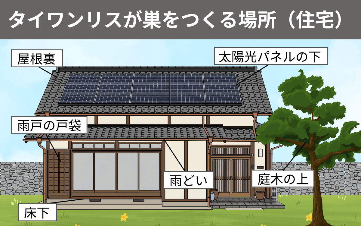 タイワンリスが巣をつくる場所（住宅）