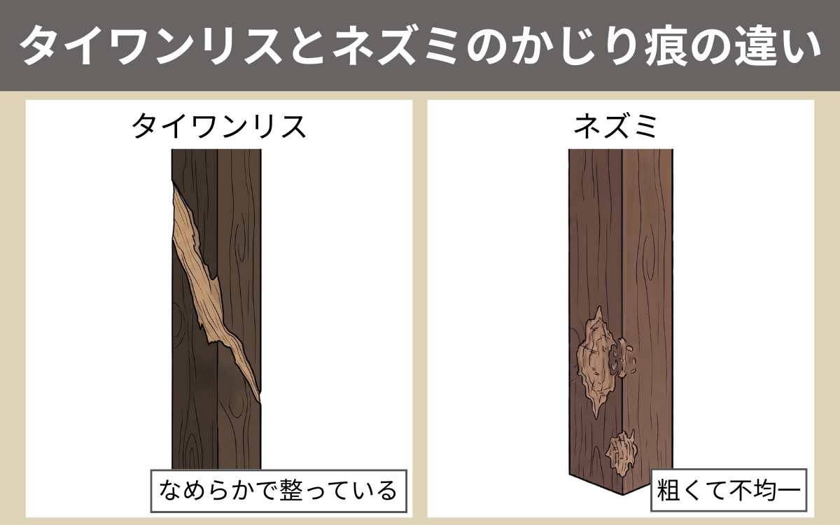 タイワンリスとネズミのかじり痕の違い