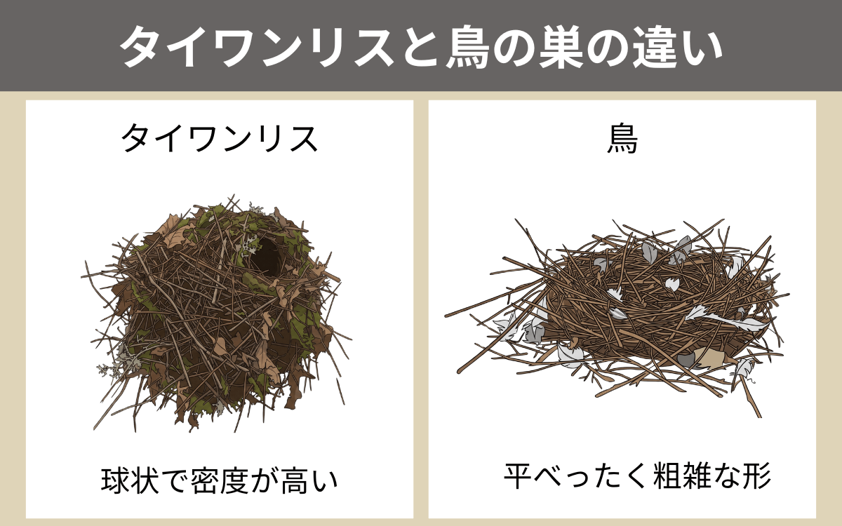 タイワンリスと鳥の巣の違い