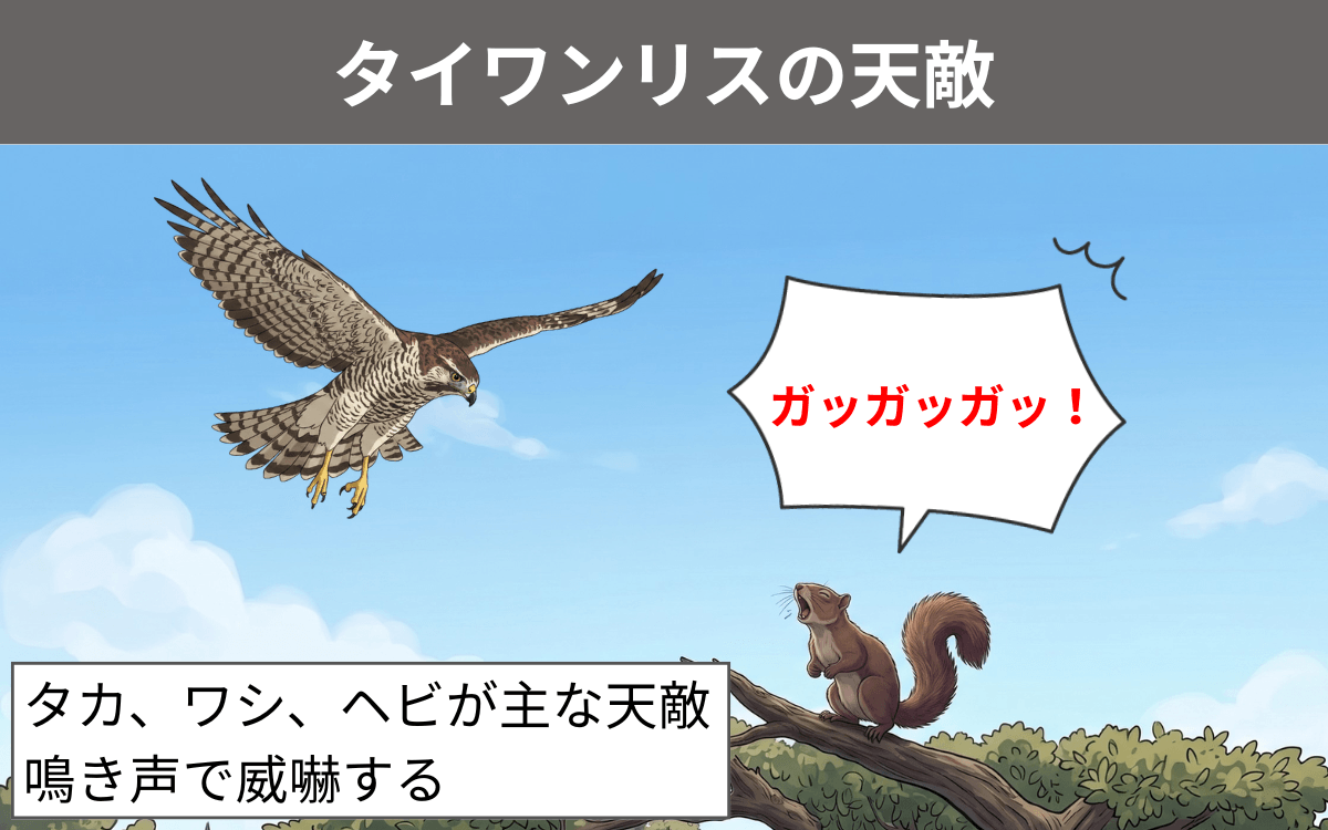 タイワンリスの天敵