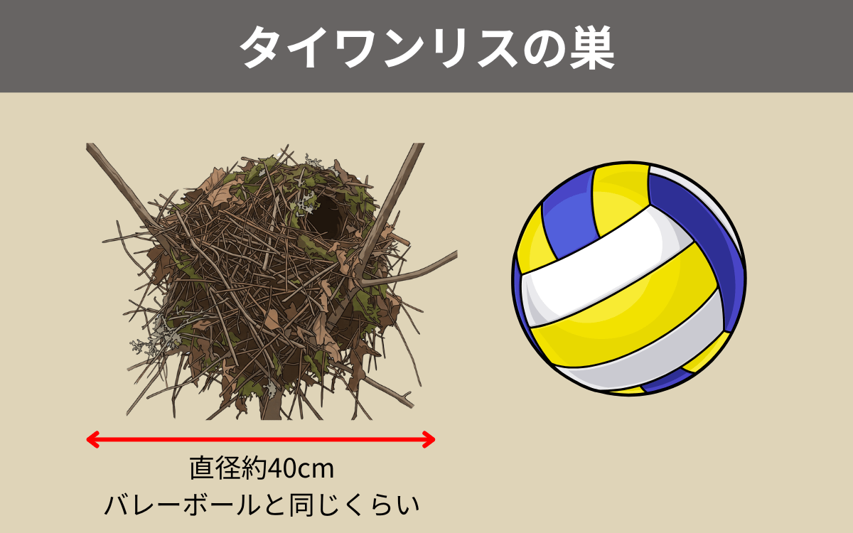 タイワンリスの巣