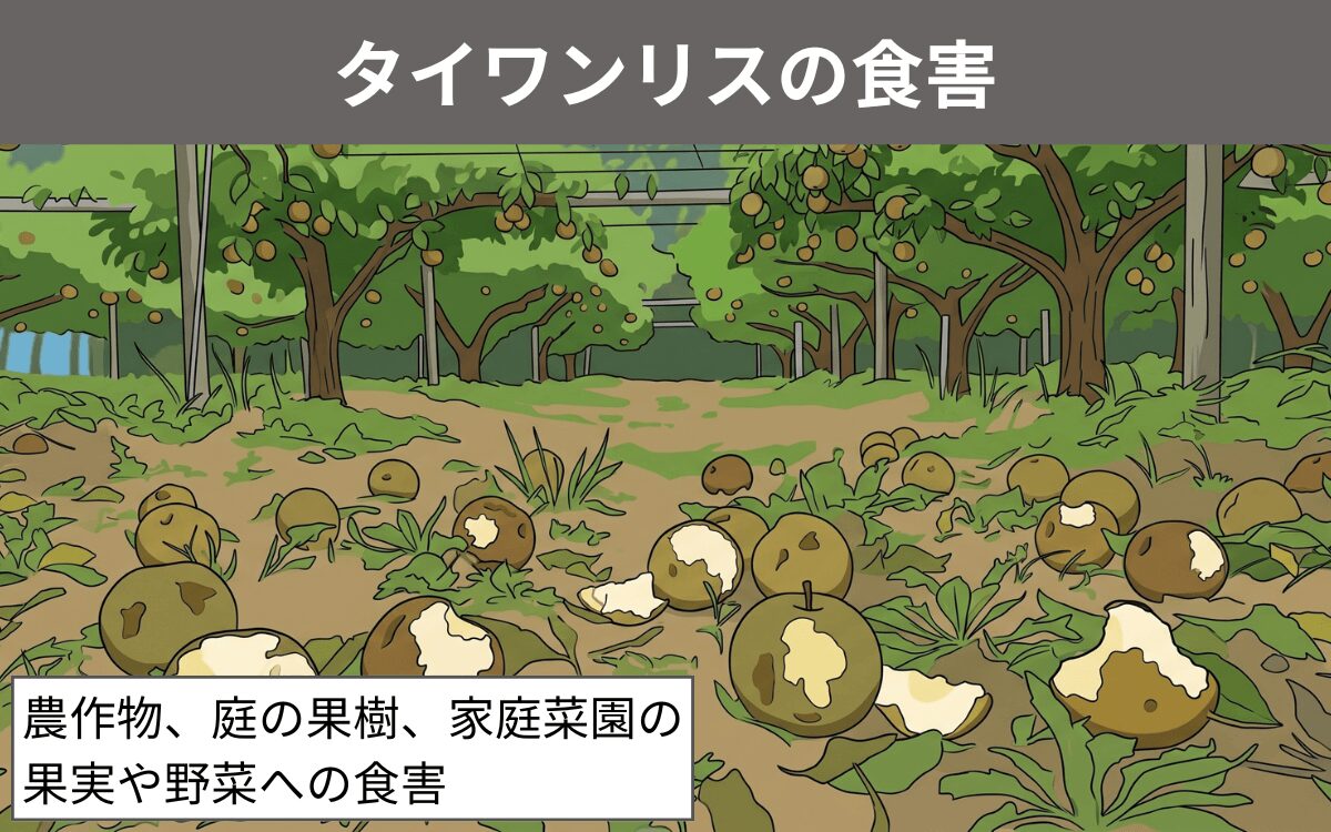 タイワンリスの食害