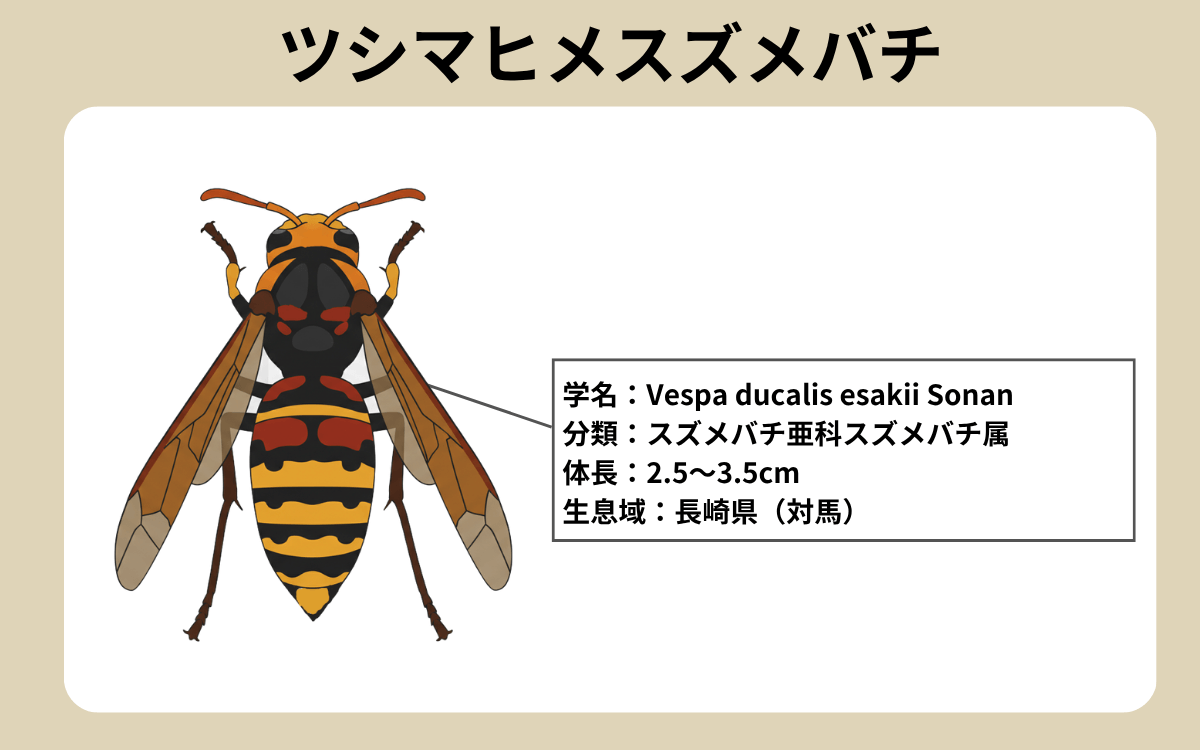 ツシマヒメスズメバチ