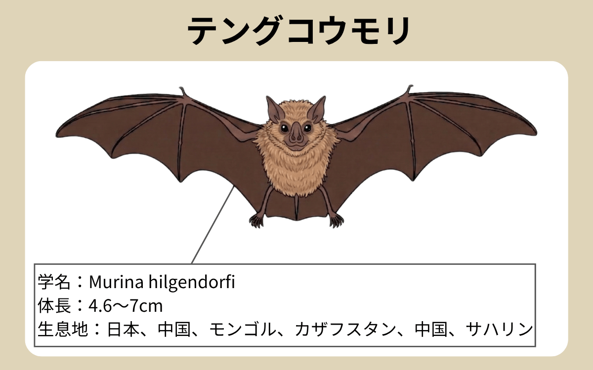 テングコウモリ