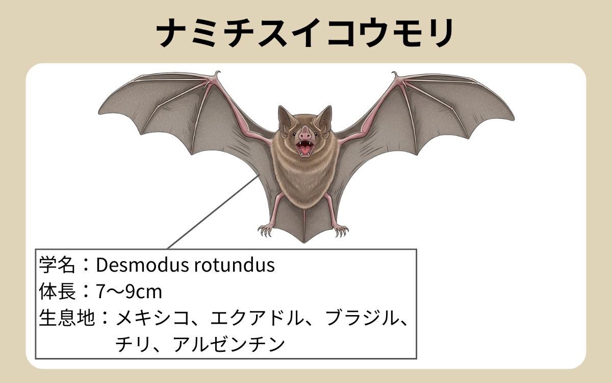 ナミチスイコウモリ