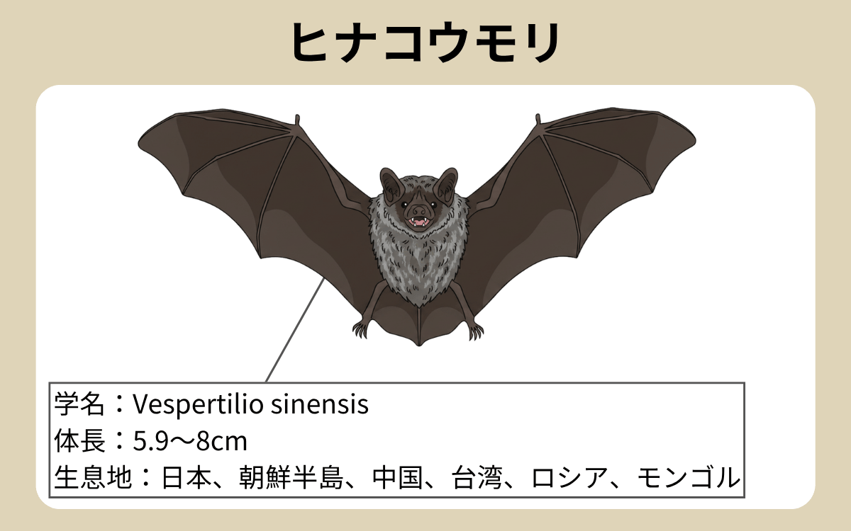 ヒナコウモリ 1