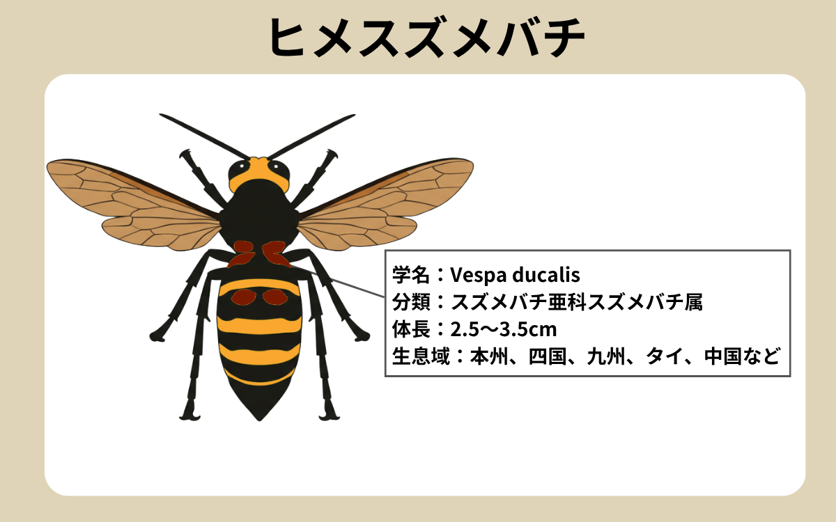 ヒメスズメバチってどんなハチ？