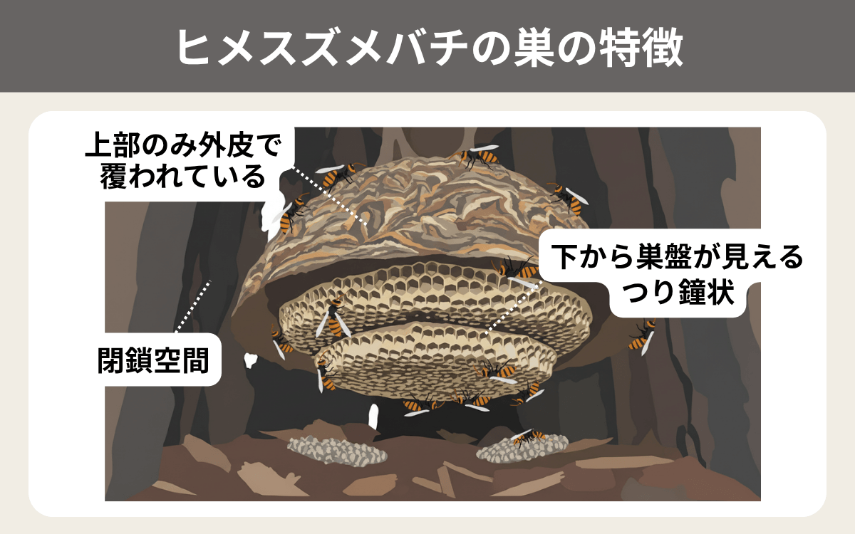 ヒメスズメバチの巣の特徴