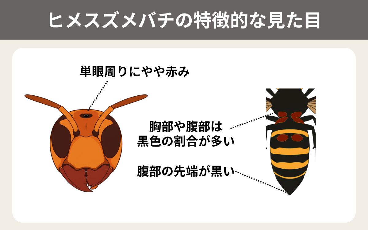 ヒメスズメバチの特徴的な見た目