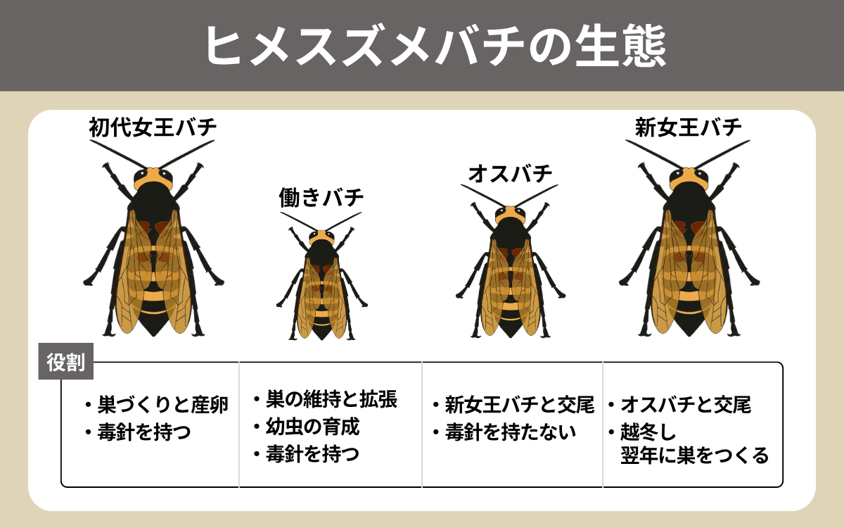 ヒメスズメバチの生態